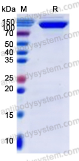 Recombinant Human CD108/SEMA7A Protein, C-Fc