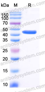 SDS-PAGE for Recombinant Human IDH1 Protein, C-His ?>