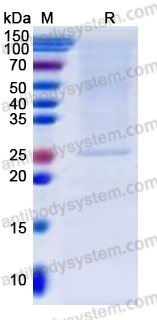 Recombinant Human CD256/TNFSF13 Protein, C-His