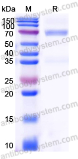 Recombinant Human CD335/NCR1/NKp46 Protein, C-Fc