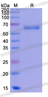 Recombinant Human FSTL3 Protein, C-Fc