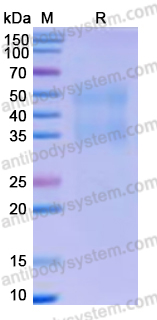 Recombinant Human CD355/CRTAM Protein, C-His