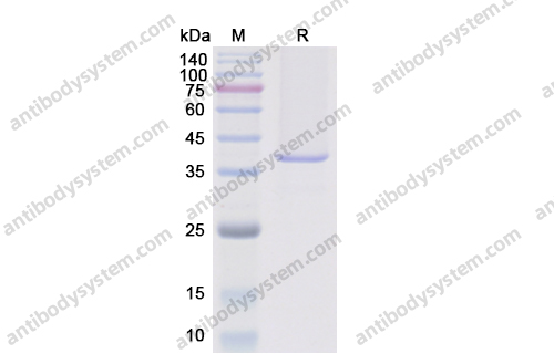 Recombinant Human NGF/Beta-NGF Protein, C-Fc