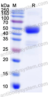 Recombinant Human FSH Dimer Protein, C-Fc