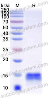 Recombinant Human PTH Protein, C-His