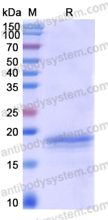 Recombinant Human LTA/TNF-beta Protein, C-His