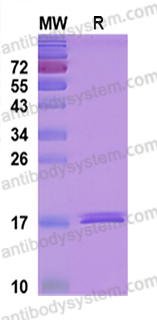 Recombinant Human TNFa/TNF-alpha Protein, N-His