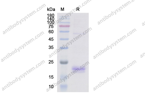 Recombinant Human IL1A/IL1F1 Protein, C-His