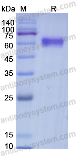 Recombinant Human EPO Protein, C-Fc