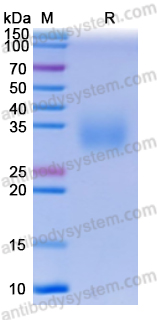 Recombinant Human EPO Protein, C-Strep