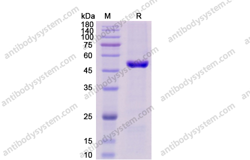 Recombinant Human CD4 Protein, C-His