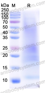 Recombinant Human CD235a/GYPA Protein, C-His