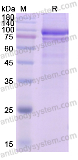 Recombinant Human AMH Protein, C-Fc