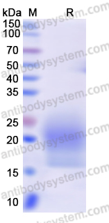 Recombinant Human CSF2/GM-CSF Protein, C-His