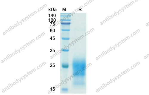 Recombinant Human CD90/THY1 Protein, C-His