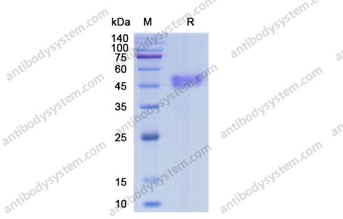 Recombinant Human CD3D Protein, C-Fc