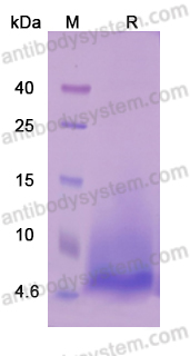 Recombinant Human IGF1 Protein, No tag