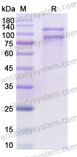 Recombinant Human CD61/ITGB3 Protein, C-Strep