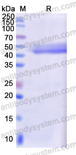 Recombinant Human IL4 Protein, N-Fc