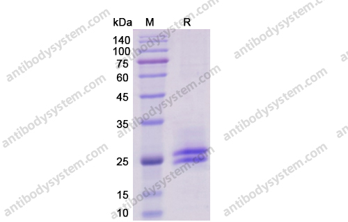 Recombinant Human IL6 Protein, C-His-Avi