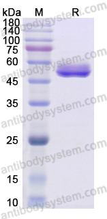 Recombinant Human IL6 Protein, C-Fc