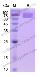 Recombinant Human CD54/ICAM1 Protein, C-His