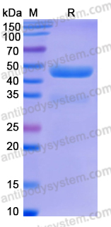 Recombinant Human CD235b/GYPB Protein, C-Fc