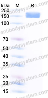 Recombinant Human CD66e/CEA/CEACAM5 Protein, C-Fc