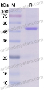 Recombinant Human ENO1/Alpha-enolase Protein, C-MAT