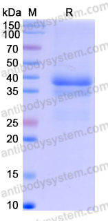 Recombinant Human CD23/FCER2 Protein, C-His