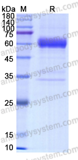 Recombinant Human ASGR1 Protein, N-Fc