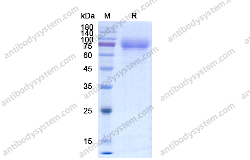 Recombinant Human CD115/CSF1R Protein, C-His