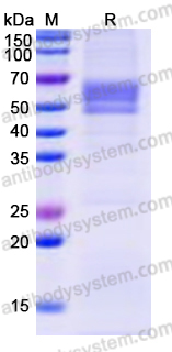 Recombinant Human CD55 Protein, C-His