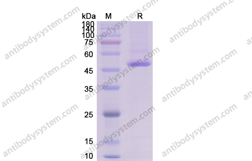 Recombinant Human CD98/SLC3A2 Protein, C-His