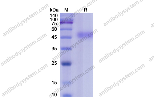 Recombinant Human CD14 Protein, C-His