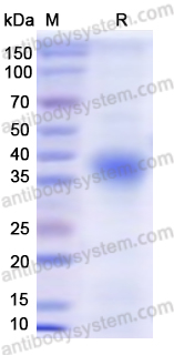 Recombinant Human CD14 Protein, N-Fc