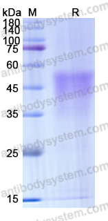 Recombinant Human CD45/PTPRC Protein, C-His