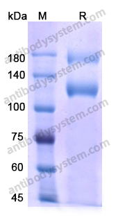 Recombinant Human MET/c-Met/HGFR Protein, C-Fc