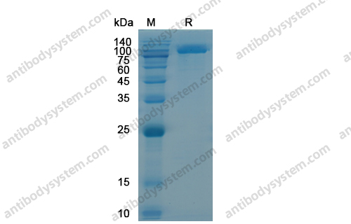 Recombinant Human CD228/MELTF Protein, C-His