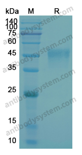 Recombinant Human CD16a/FCGR3A Protein, C-His