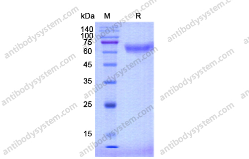 Recombinant Human CD48 Protein, C-Fc