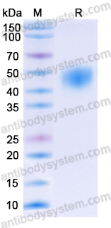 Recombinant Human CD48 Protein, C-His