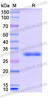 Recombinant Human HMGB1 Protein, N-His