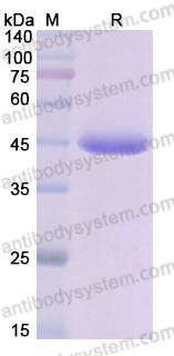 Recombinant Human PGA3 Protein, C-His