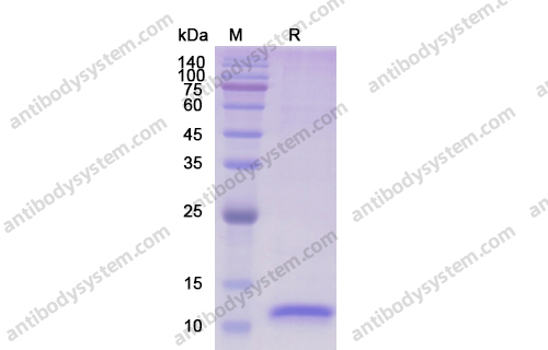 Recombinant Human IL8/CXCL8 Protein, C-His