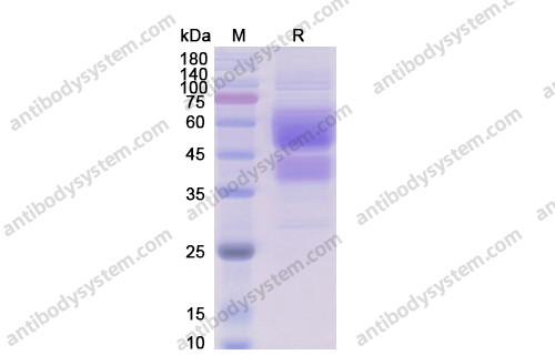 Recombinant Human CD28 Protein, C-Fc