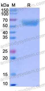 Recombinant Human CD66f/PSG1 Protein, C-His