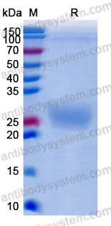 Recombinant Human CD32/FCGR2A Protein, C-His