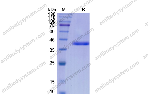 Recombinant Human BMP2 Protein, N-Fc