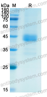 Recombinant Human BMP4 Protein, N-Fc